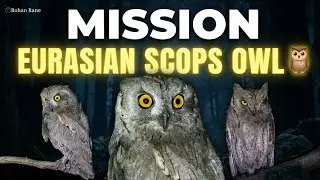 Mission, Eurasian scops owl 🦉 #Video #owls #wildlifephotography #birdphotography #nature 