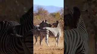 Zebra playing in the savannah #zebra #play #savannah #cute #blackandwhite #nature #wildlife HA62229