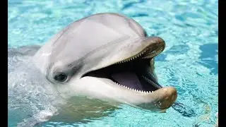 7 Shocking Dolphin Facts