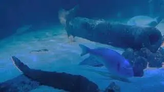 What animals I saw in Chessington Zoo, UK