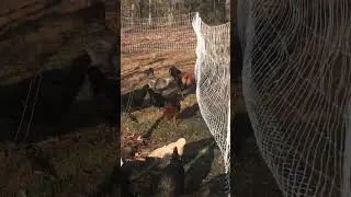 New fence! Let&rsquo;s see how they like it! #chickens #poultrynet