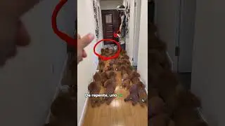 The puppy strayed into the kingdom of dolls #cute #shortvideo #pets #dog #animals