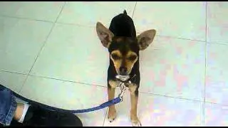 Hachi el perro