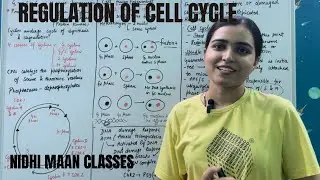 LECTURE-08 REGULATION OF CELL CYCLE (CELL BIOLOGY) #pgt #tgt  #previousyearquestions