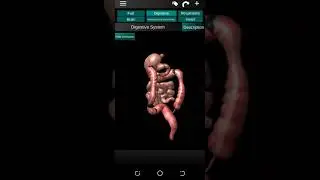 Digestive system mechanism simulation