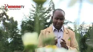 Urimi wa Pyrethrum mwena wa Endarasha, Nyeri| Kayu ka Murimi Part 2