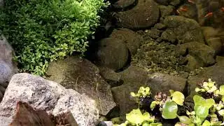 Verdant Landscape Consulting | Backyard Pond
