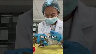 Kiểm tra c&oacute; mang thai hay kh&ocirc;ng bằng ếch🐸