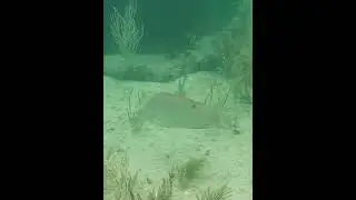 Hogfish on sea bottom. #hogfish #underwater #reef #coralreef #fish #undersea #reeffish #