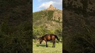 Где сливаются Арагва и Кура
