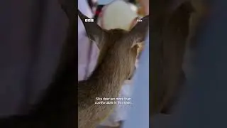 The city where people live alongside deer 🌆🦌 #japanesewildlife #wildlife #shorts #animals #nature