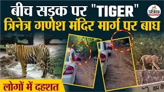 Ranthambore गणेश मंदिर मार्ग पर फिर आया Tiger, मचा हड़कंप, वाहनों के पास से गुजरा