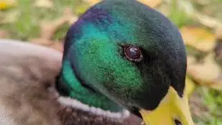 Mallard duck close-up