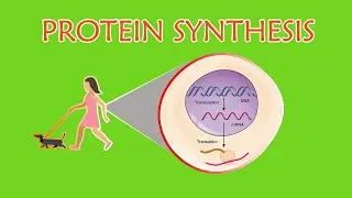 Science 10 WLAS Quarter 3 Week 4: Protein Synthesis
