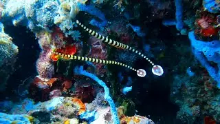 Secret Garden. Gili Layar. Sekotong. (Lombok, Indonesia) Odyssea Divers. Ringed pipefish, turtles