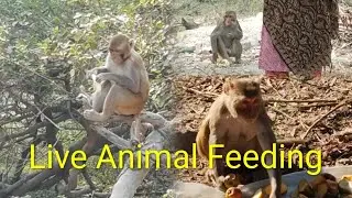Live Animal Feeding | Monkey 🐒 Feeding | Dog 🐕 Feeding | Cow 🐄 Feeding | Birds Feeding | Humanity 