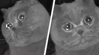 Pet cat appears crying on security cam for being left home alone