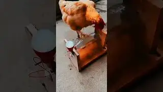 Smartest Chickens EVER? 🐔 These DIY Feeders are Next Level! #chickens #DIYhacks #funnyanimals