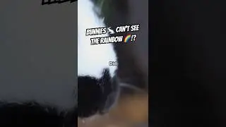 How Bunnies See the World