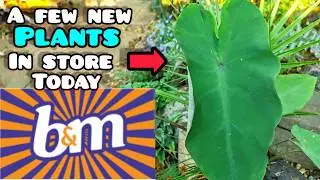I Wasn't Disappointed! 🌴👌 NEW B&M BARGAIN Plants in Store Today!