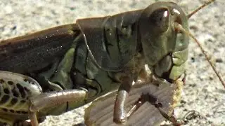 Differential Grasshopper Eating and 