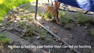 Cat got stung by bee and said 