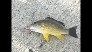 Ep22 - Fishing in Mauritius @ LeMorne & Roche Noires- Colorful fish..
