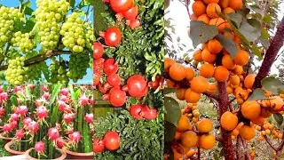 Modern Cantaloupe, Dragon, Grape, Pomegranate Fruit Farm, Amazing Harvest Technology & Processing
