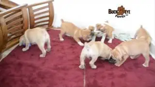English Bulldog / Puggle Mix