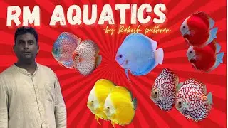 HIGH QUALITY DISCUS✨🔥 | RM AQUATICS