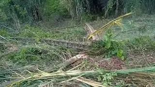 (VIDA NA ROÇA) Trator trabalhando com estrovenga.  canal Leonardo Filho