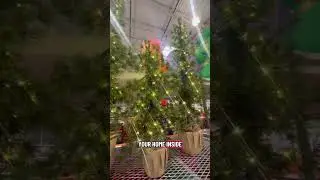 Costco Alpine Artificial Trees with LED Lights Set of 3 🌲 Holiday Decor
