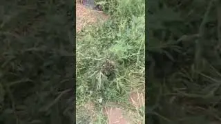Шпанская мушка