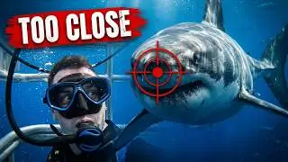 My First Encounter with a Great White Shark. 