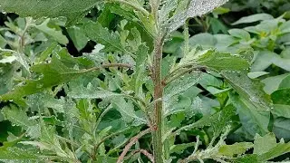 हरी पत्तेदार सब्जी खाने से लाभ | Benefits of eating green leafy vegetables#video