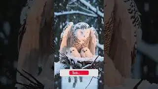 Majestic Snowy Owl распространяет крылья по любопытным яростям ❄ | #Arcticbeauty #snowowl #rarefo...