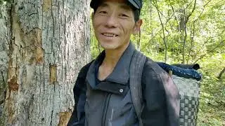 刺老芽采到榆黄蘑，先给杨奶奶送兜最好的，大姑还让留下吃炸鱼