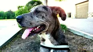 DOG COUNTRY