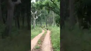 RARE BLACK PANTHER SPOTTED AT KABINI.