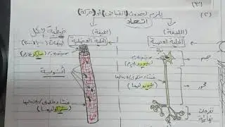 طريقة حل مسائل الحركة و مقارنة بين الليفة العصبية و الليفة العضلية
