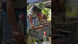 Spray bee cleaner for good health #honeybeedance #beekeeping #beefeater #honeybeesting #honeybeeinn