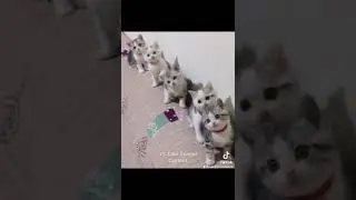 Cute kitty's dancing in sync #Shorts
