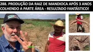 288. PRODUÇÃO DA RAIZ DE MANDIOCA APÓS 3 ANOS COLHENDO A PARTE ÁREA - RESULTADO FANTÁSTICO!