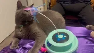 Cute cat playing with new toy #cute #cutepet #cuteanimal #cuteandfunny #catsofyoutube #petcontent