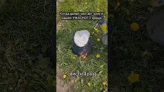 Ненавижу их....А они самые ужасные вредители лаванды. #хрущ #свистютрираза #отойдизараза #лаванда