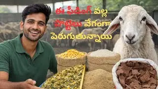 Ee Feeding System Valla Sheep Growth 🔥 | 2nd Batch Feeding System | Cost & Profit Explained