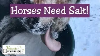 Horses Need Salt 🧂 // Versatile Horsemanship
