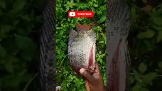 tilapia fishing #fishing #aleem69
