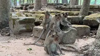 Group of monkeys behind Bayon Temple