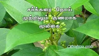 Is Gymnema sylvestre good for diabetes? | What does Gymnema sylvestre do?